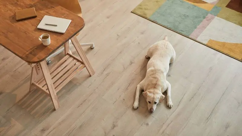 Dog Nails Scratching Wood Floors Dog Nails Scratching Wood Floors