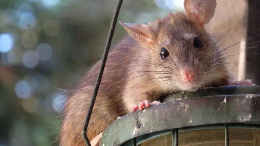 How Do You Get Rid of Roof Rats?