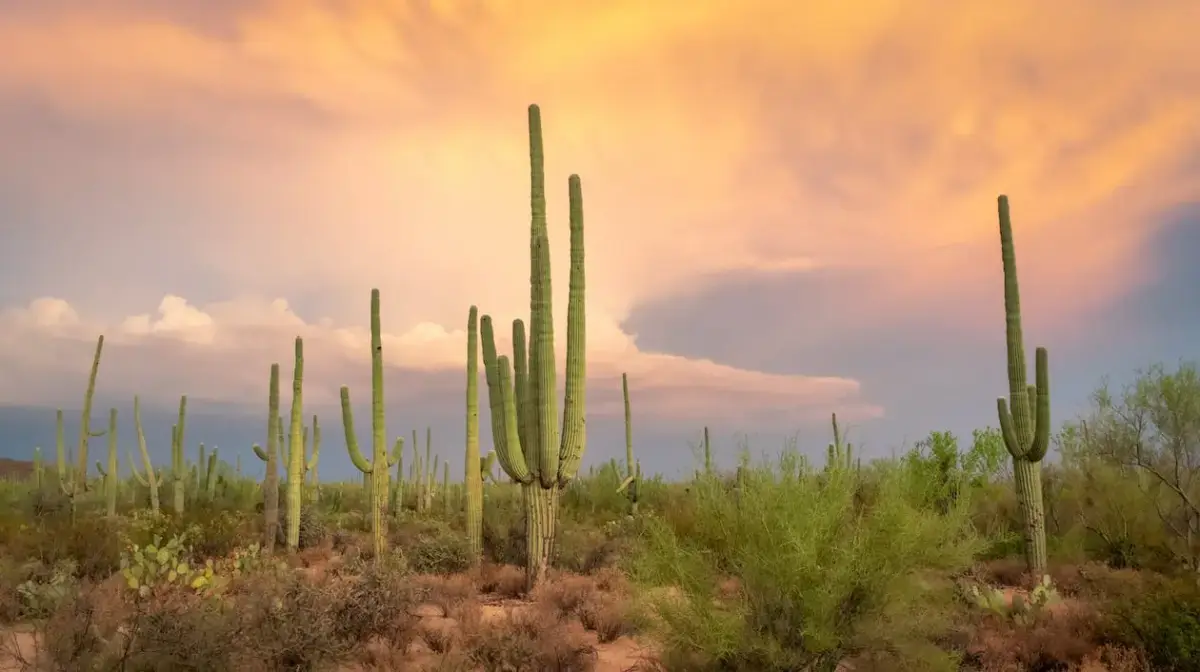 How Much Does It Cost to Build a Luxury Custom Home in Arizona?