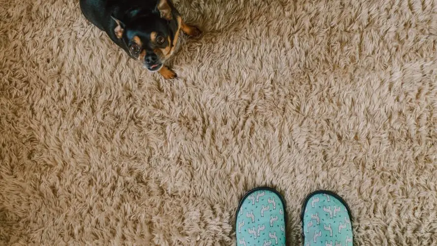 How to Revive Old Carpet How to Revive Old Carpet