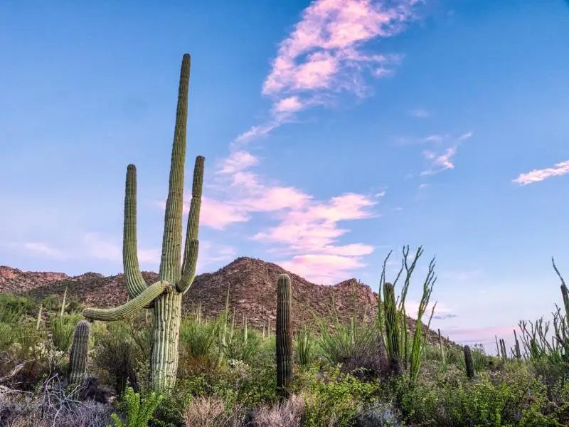 Moving to Phoenix Tips Moving to Phoenix Tips